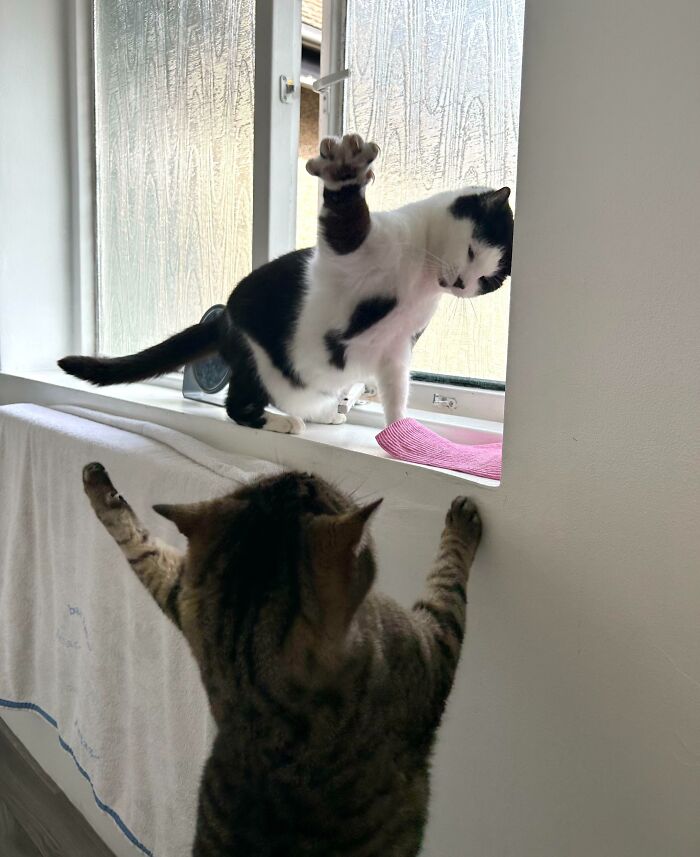 61 Hilariously Dramatic Pets Who Belong In Hollywood