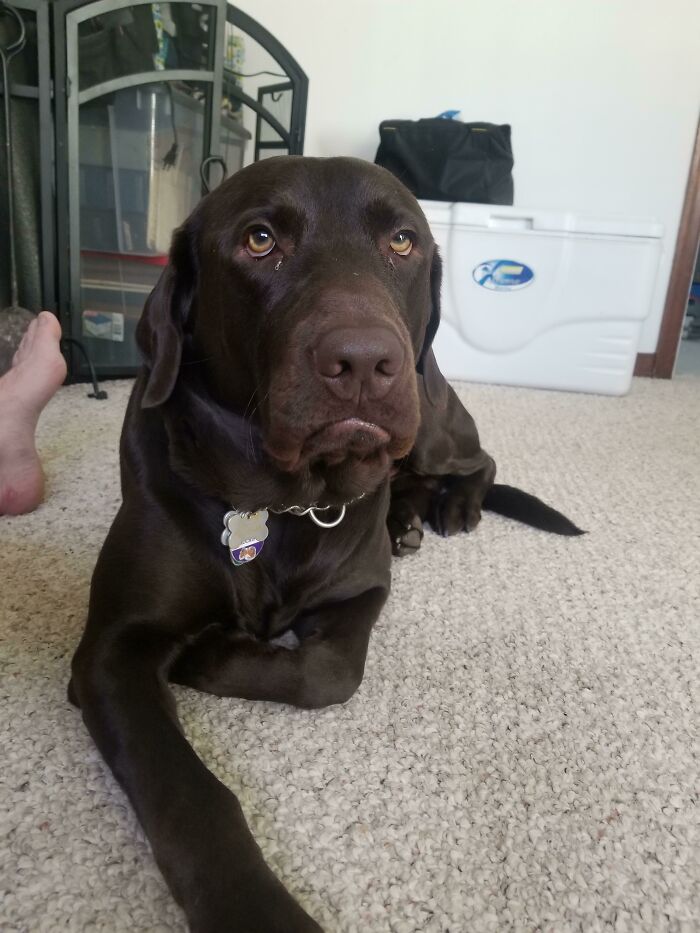 61 Hilariously Dramatic Pets Who Belong In Hollywood