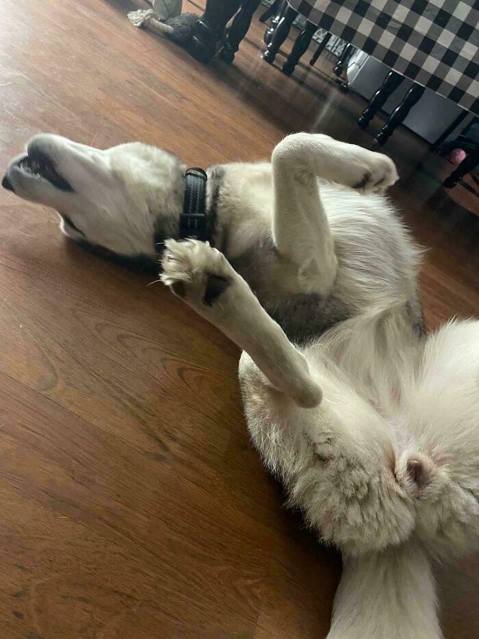 61 Hilariously Dramatic Pets Who Belong In Hollywood