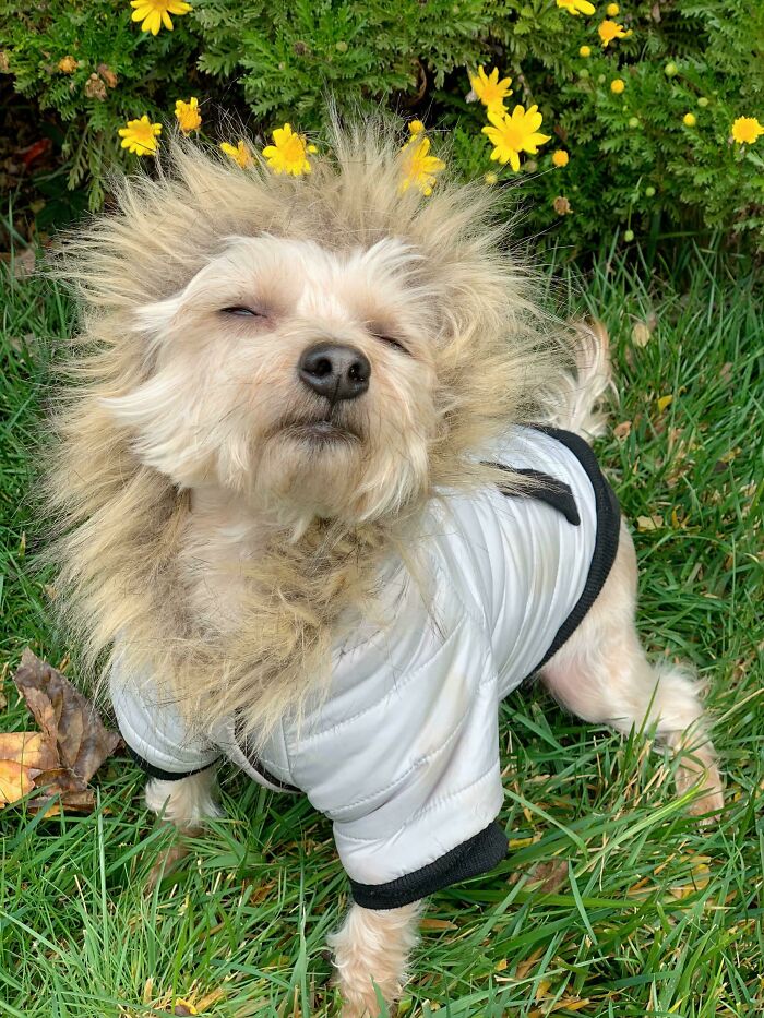 61 Hilariously Dramatic Pets Who Belong In Hollywood