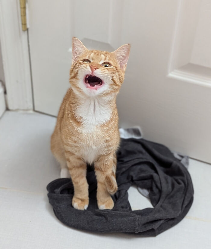 61 Hilariously Dramatic Pets Who Belong In Hollywood