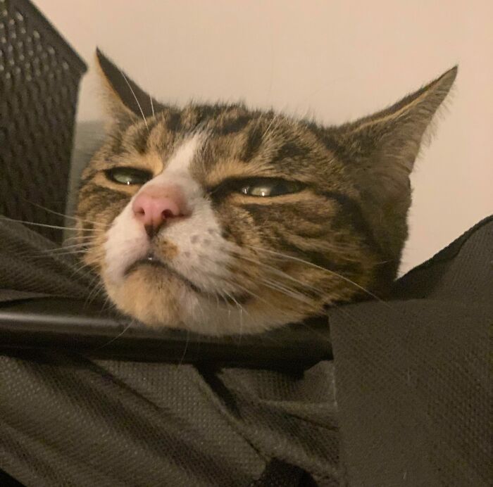 61 Hilariously Dramatic Pets Who Belong In Hollywood