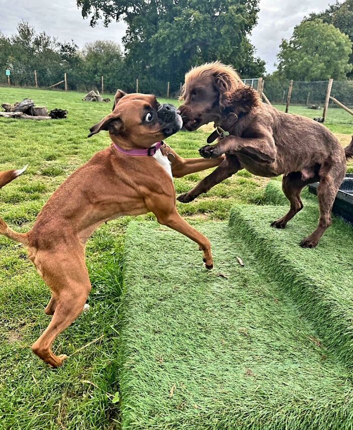 61 Hilariously Dramatic Pets Who Belong In Hollywood