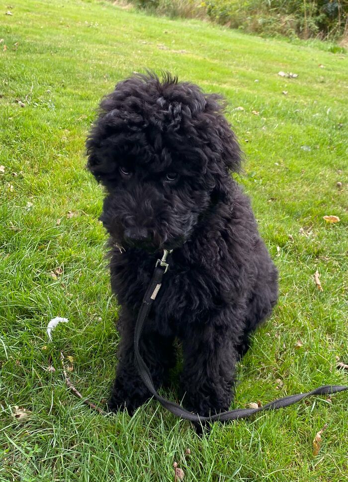 61 Hilariously Dramatic Pets Who Belong In Hollywood