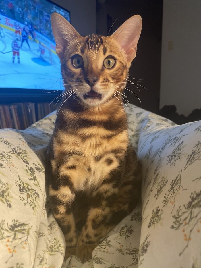 61 Hilariously Dramatic Pets Who Belong In Hollywood