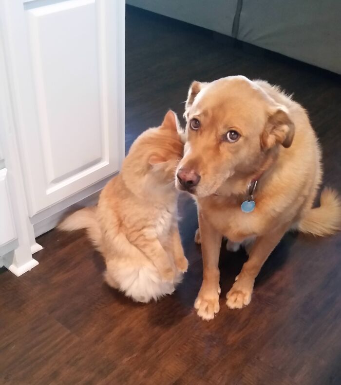 61 Hilariously Dramatic Pets Who Belong In Hollywood