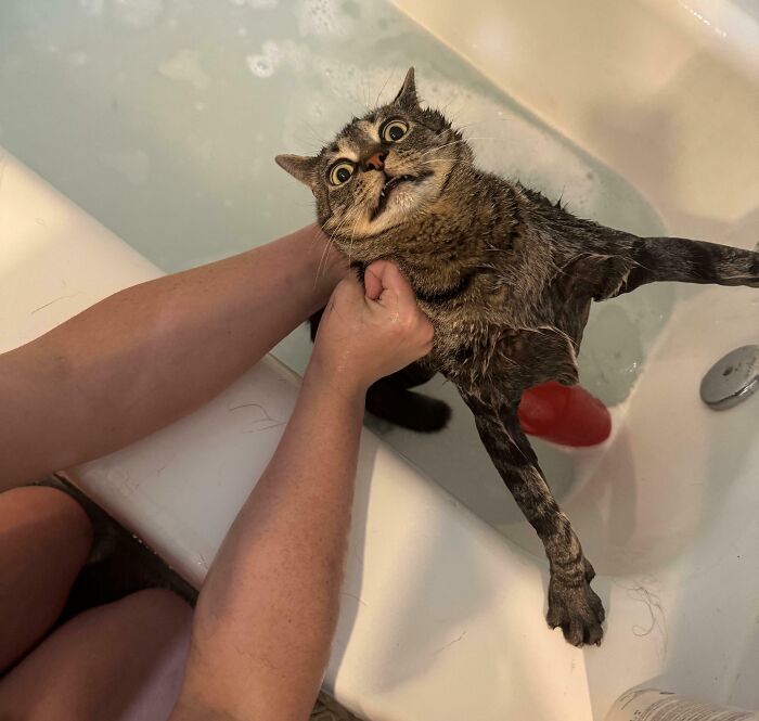 61 Hilariously Dramatic Pets Who Belong In Hollywood