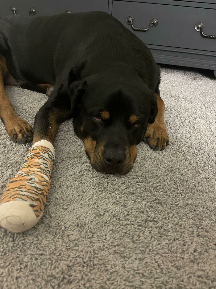 61 Hilariously Dramatic Pets Who Belong In Hollywood