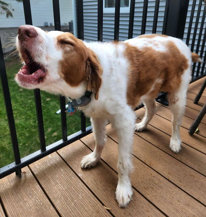 61 Hilariously Dramatic Pets Who Belong In Hollywood