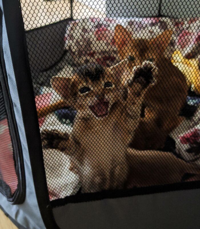 61 Hilariously Dramatic Pets Who Belong In Hollywood