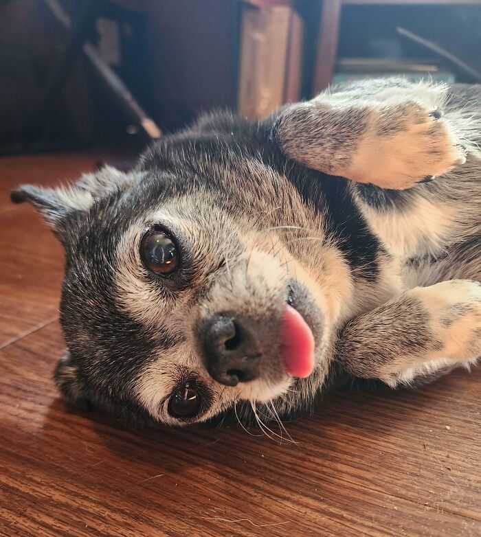 61 Hilariously Dramatic Pets Who Belong In Hollywood