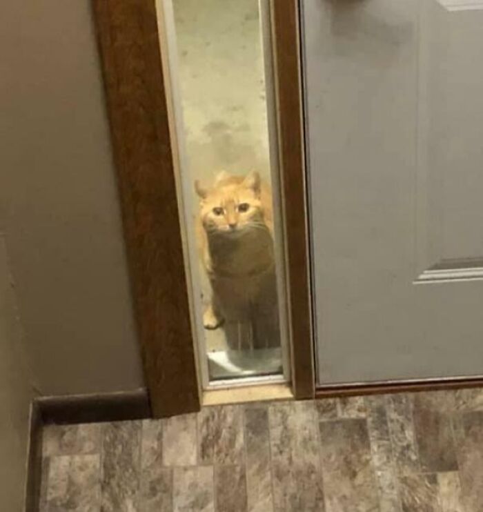 61 Hilariously Dramatic Pets Who Belong In Hollywood