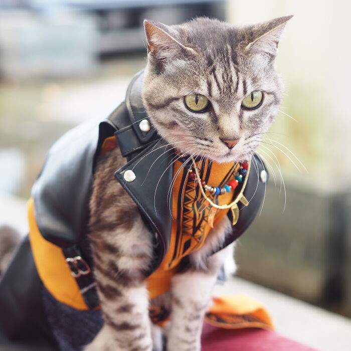 23 Handmade Costumes That This Guy Created For His Cats’ Cosplays (New Pics)