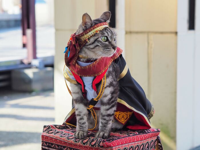 23 Handmade Costumes That This Guy Created For His Cats’ Cosplays (New Pics)