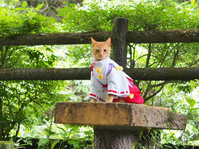 23 Handmade Costumes That This Guy Created For His Cats’ Cosplays (New Pics)