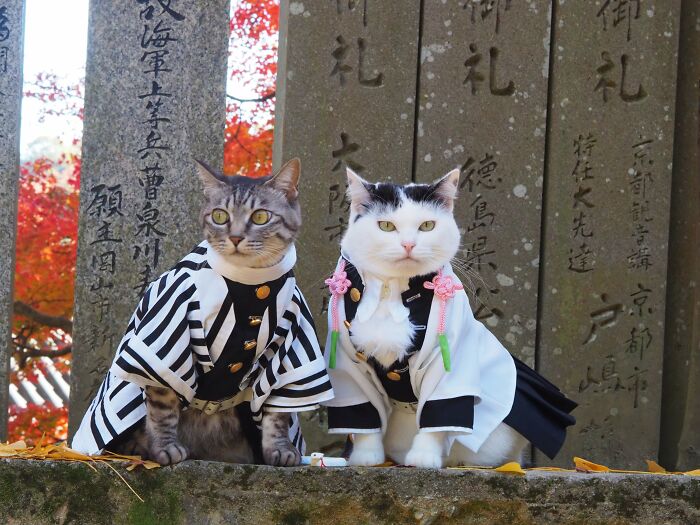 23 Handmade Costumes That This Guy Created For His Cats’ Cosplays (New Pics)