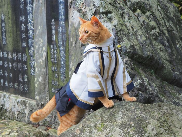 23 Handmade Costumes That This Guy Created For His Cats’ Cosplays (New Pics)