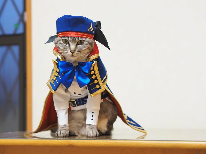 23 Handmade Costumes That This Guy Created For His Cats’ Cosplays (New Pics)
