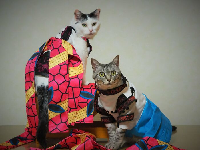 23 Handmade Costumes That This Guy Created For His Cats’ Cosplays (New Pics)