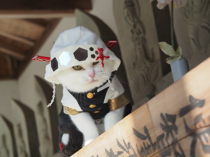 23 Handmade Costumes That This Guy Created For His Cats’ Cosplays (New Pics)