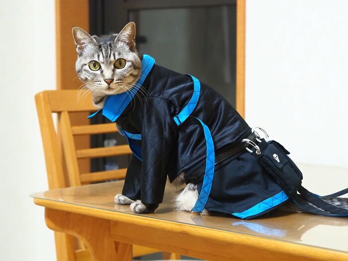 23 Handmade Costumes That This Guy Created For His Cats’ Cosplays (New Pics)