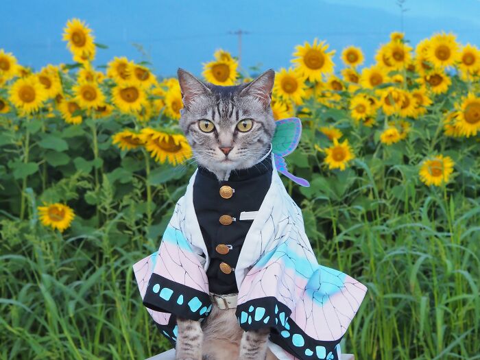 23 Handmade Costumes That This Guy Created For His Cats’ Cosplays (New Pics)