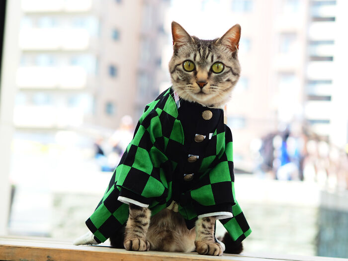 23 Handmade Costumes That This Guy Created For His Cats’ Cosplays (New Pics)