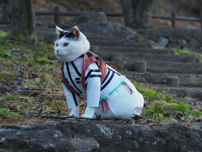 23 Handmade Costumes That This Guy Created For His Cats’ Cosplays (New Pics)