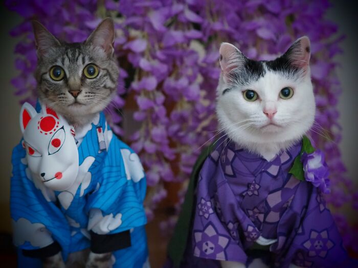 23 Handmade Costumes That This Guy Created For His Cats’ Cosplays (New Pics)