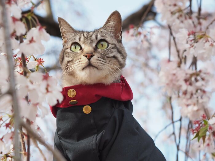 23 Handmade Costumes That This Guy Created For His Cats’ Cosplays (New Pics)