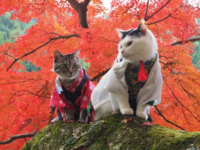 23 Handmade Costumes That This Guy Created For His Cats’ Cosplays (New Pics)