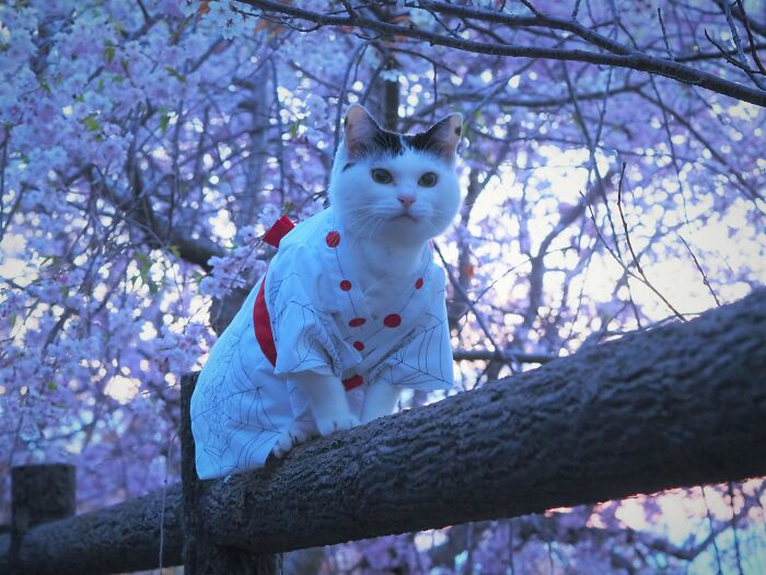 23 Handmade Costumes That This Guy Created For His Cats’ Cosplays (New Pics)