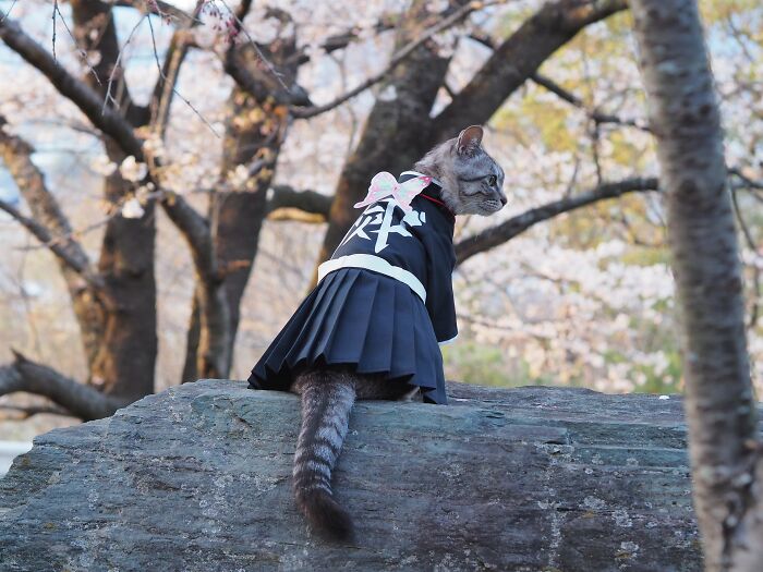 23 Handmade Costumes That This Guy Created For His Cats’ Cosplays (New Pics)