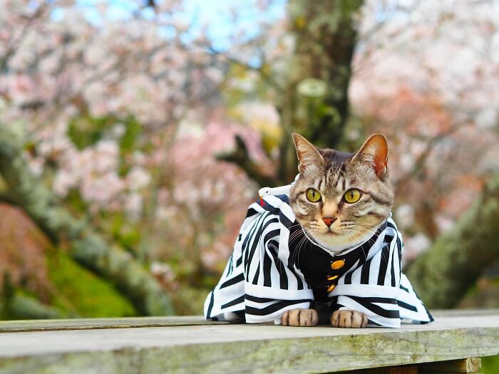 23 Handmade Costumes That This Guy Created For His Cats’ Cosplays (New Pics)