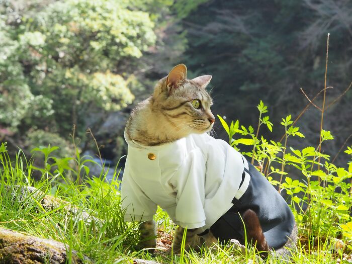 23 Handmade Costumes That This Guy Created For His Cats’ Cosplays (New Pics)