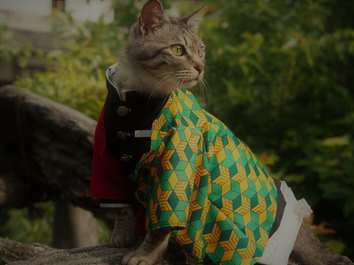 23 Handmade Costumes That This Guy Created For His Cats’ Cosplays (New Pics)