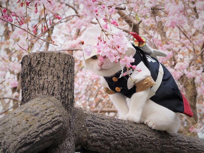 23 Handmade Costumes That This Guy Created For His Cats’ Cosplays (New Pics)