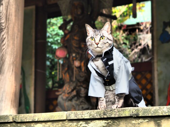 23 Handmade Costumes That This Guy Created For His Cats’ Cosplays (New Pics)