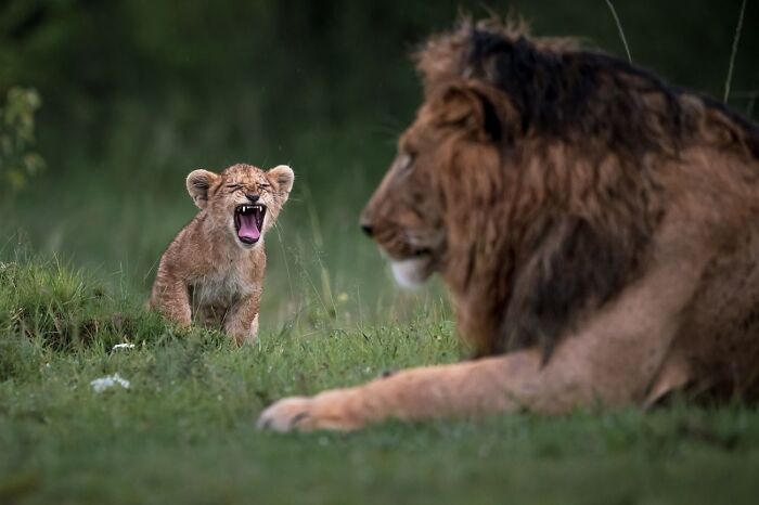 68 Stunning &ldquo;Photo Of The Day&rdquo; Images Shared By The Siena Awards Over The Years