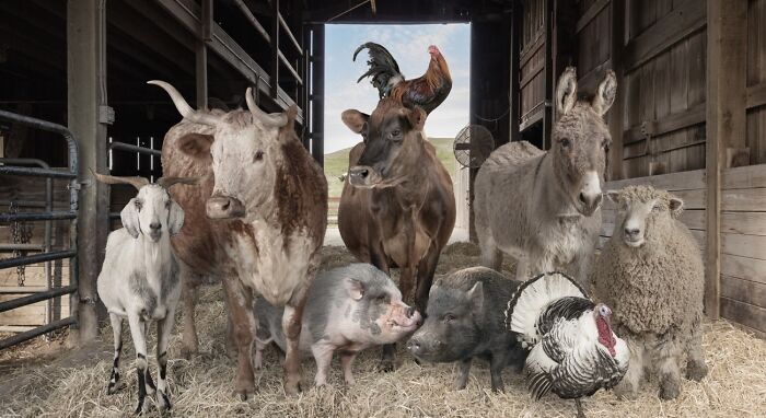 68 Stunning &ldquo;Photo Of The Day&rdquo; Images Shared By The Siena Awards Over The Years