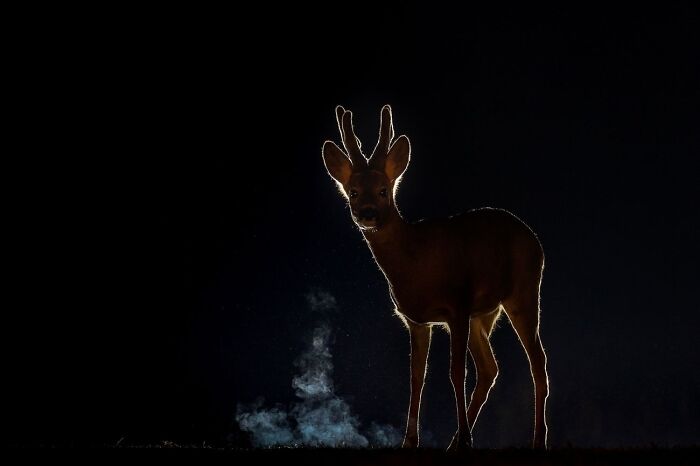 68 Stunning &ldquo;Photo Of The Day&rdquo; Images Shared By The Siena Awards Over The Years