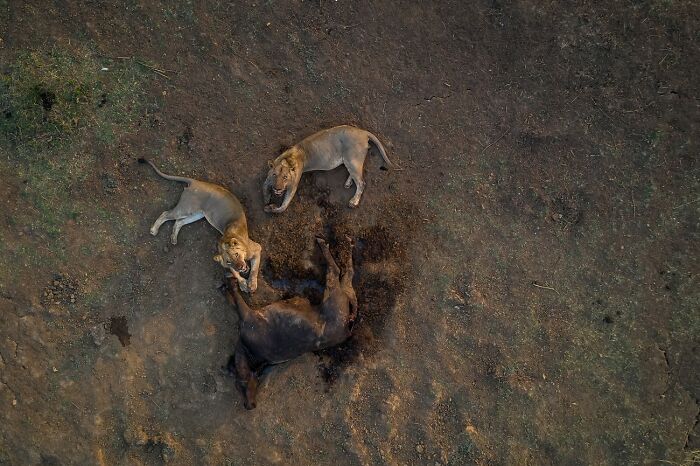 68 Stunning &ldquo;Photo Of The Day&rdquo; Images Shared By The Siena Awards Over The Years