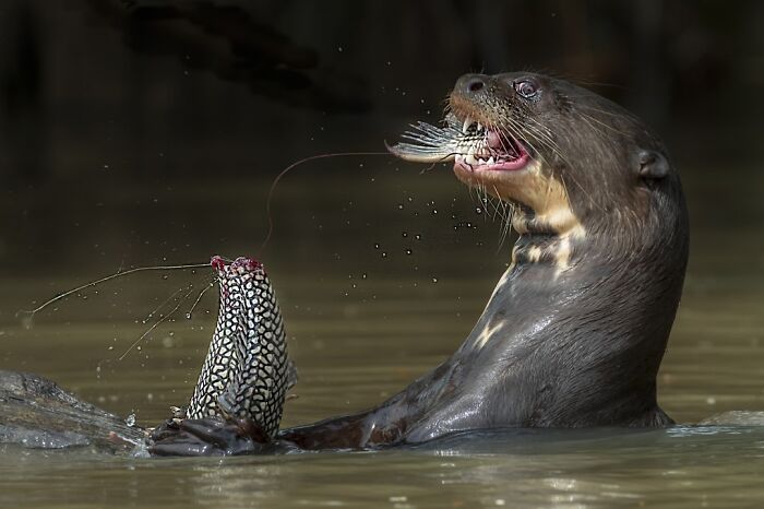 68 Stunning &ldquo;Photo Of The Day&rdquo; Images Shared By The Siena Awards Over The Years