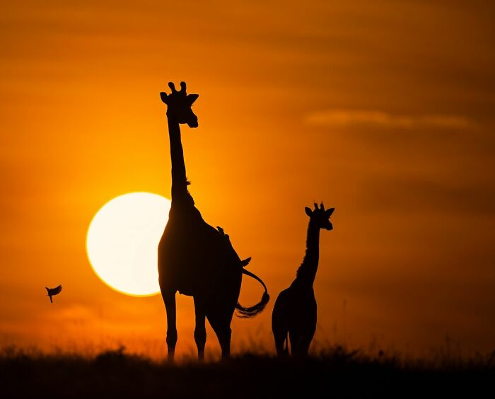 68 Stunning &ldquo;Photo Of The Day&rdquo; Images Shared By The Siena Awards Over The Years