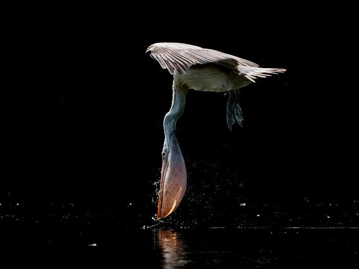 68 Stunning &ldquo;Photo Of The Day&rdquo; Images Shared By The Siena Awards Over The Years