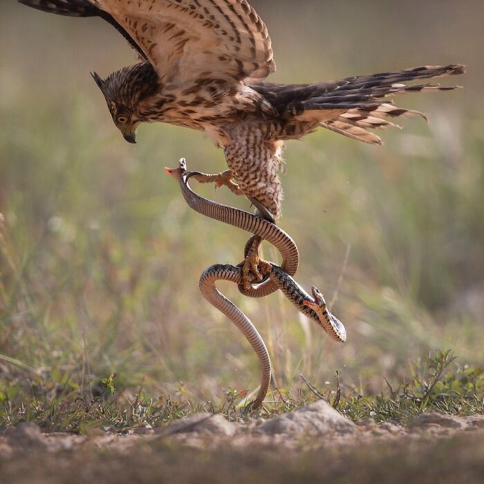 68 Stunning &ldquo;Photo Of The Day&rdquo; Images Shared By The Siena Awards Over The Years