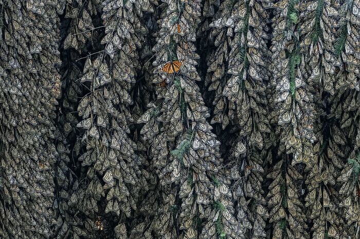 68 Stunning &ldquo;Photo Of The Day&rdquo; Images Shared By The Siena Awards Over The Years