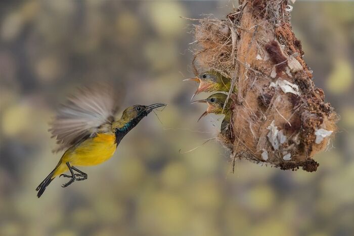 68 Stunning &ldquo;Photo Of The Day&rdquo; Images Shared By The Siena Awards Over The Years