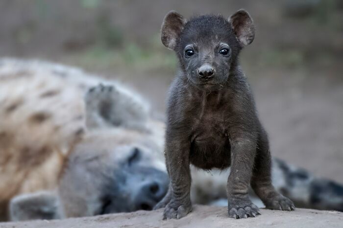 68 Stunning &ldquo;Photo Of The Day&rdquo; Images Shared By The Siena Awards Over The Years