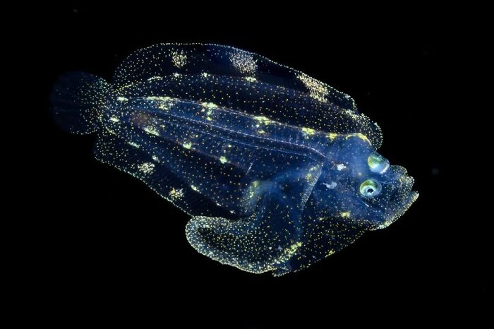 68 Stunning &ldquo;Photo Of The Day&rdquo; Images Shared By The Siena Awards Over The Years